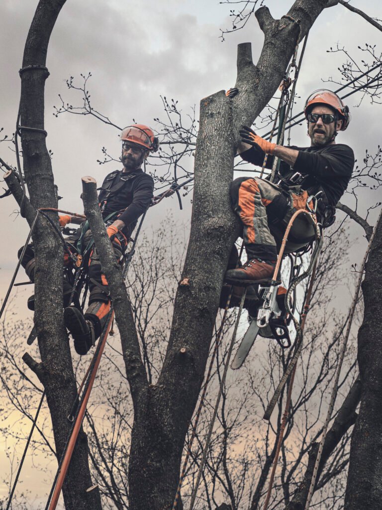 Baumpflege Team Sindelfingen Über Uns